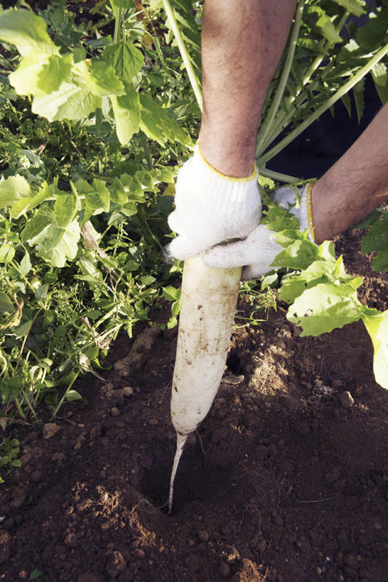 东方人,一个人,农民,农田,站,竖图,俯视,室外,特写,白天,安全,庄稼,农作物,萝卜,白萝卜,蔬菜,亚洲,仅一个男性,仅一个人,弯腰,握,阴影,新鲜,光线,影子,泥土,土壤,食品,防护,黄种人,食物,仅一个年轻男性,一个,阳光,手套,站着,握着,有机食品,绿色食品,单个,保护,拔,保险,保全,周全,安稳,安定,弯身,防护手套,平安,男人,男性,年轻男性,亚洲人,莱菔,佃农,农场主,农夫,农工,乡下人,小农,庄稼人,站立,半身,彩图,高角度拍摄,耕地,庄稼田