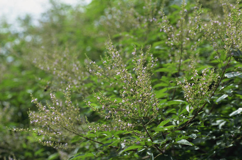 无人,横图,室外,特写,白天,正面,美景,植物,叶子,阴影,朦胧,模糊,光线,纹理,影子,景观,绿叶,绿色,阳光,自然,嫩叶,景色,自然风光,肌理,烟叶,叶,叶片,叶脉,烟草,彩图