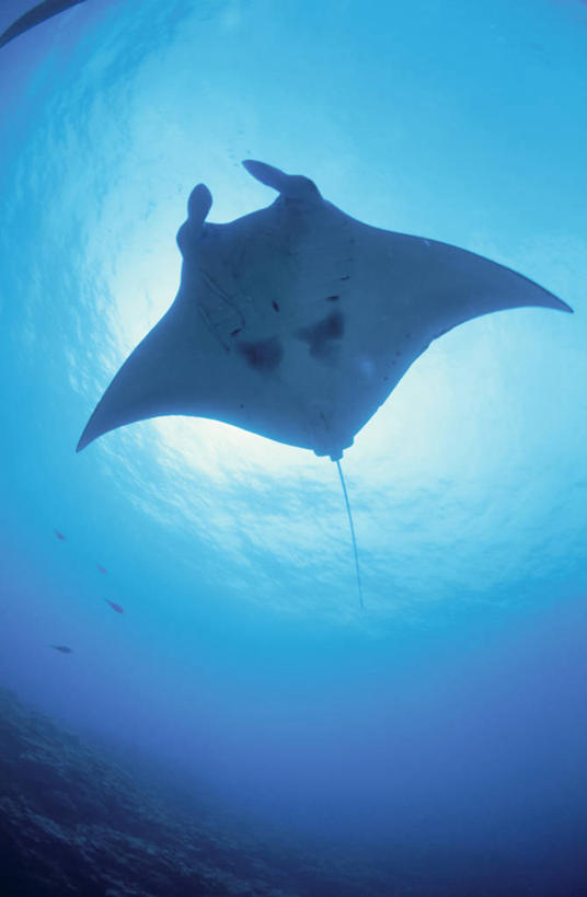 鱼类,海洋生物,自然,海水,景色,海底世界,鳐鱼,自然风光,水生动物,海