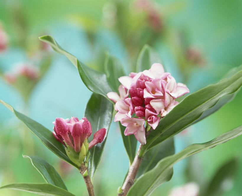无人,横图,室外,特写,白天,正面,花海,花圃,美景,植物,叶子,阴影,朦胧,模糊,盛开,光线,纹理,影子,景观,绿叶,花蕾,花,花瓣,花朵,花卉,鲜花,粉色,绿色,阳光,自然,花丛,花束,花田,花苞,花蕊,嫩叶,景色,自然风光,肌理,瑞香,千里香,叶,叶片,叶脉,彩图,毛瑞香,蓬莱紫,瑞香花,睡香