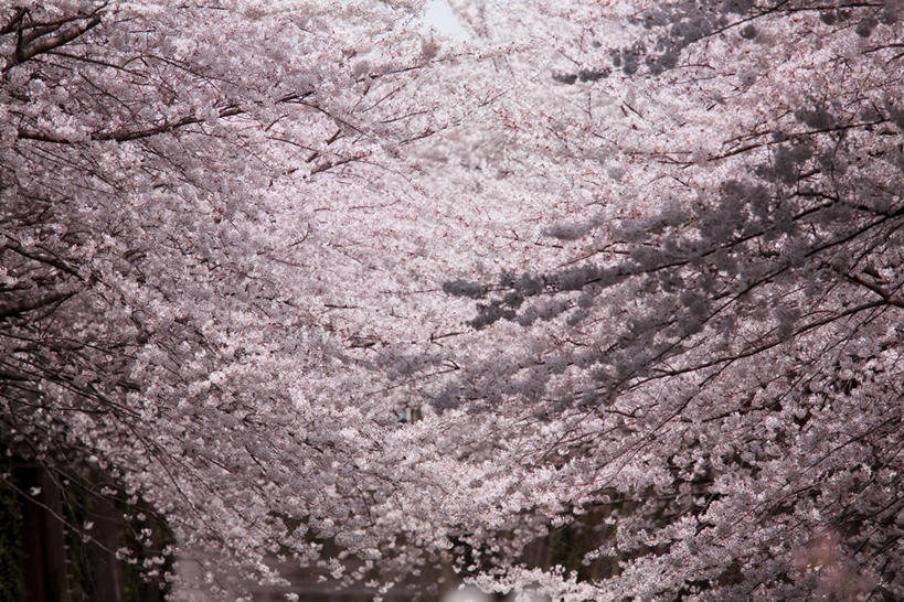 无人,横图,室外,白天,正面,幸福,纯洁,美景,树林,植物,樱花,奈良县,日本,亚洲,阴影,盛开,光线,影子,景观,枝条,花蕾,花,花瓣,花朵,鲜花,树,树木,树枝,粉色,绿色,阳光,自然,花苞,花蕊,景色,生长,成长,等待,生命,自然风光,东亚,本州,本州岛,日本国,近畿地方,奈良,近畿,仙樱花,福岛樱,青肤樱,高尚,热烈,虬枝,枝杈,荆桃,彩图,吉野郡