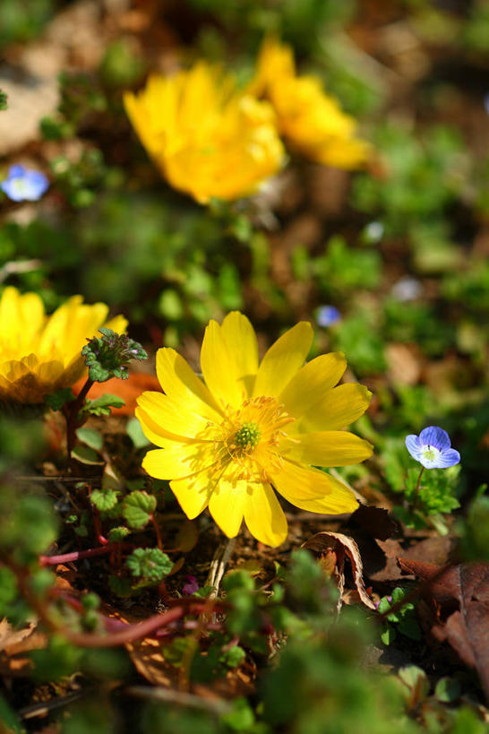 无人,竖图,室外,特写,白天,正面,幸福,美景,叶子,阴影,朦胧,模糊,盛开,光线,影子,景观,绿叶,花蕾,花,花瓣,花朵,鲜花,黄色,阳光,自然,花苞,花蕊,嫩叶,景色,吉祥,自然风光,如意,福寿草,冰里花,冰凉花,冰了花,冰凌花,冰溜花,侧金盏花,金盅花,叶,叶片,彩图
