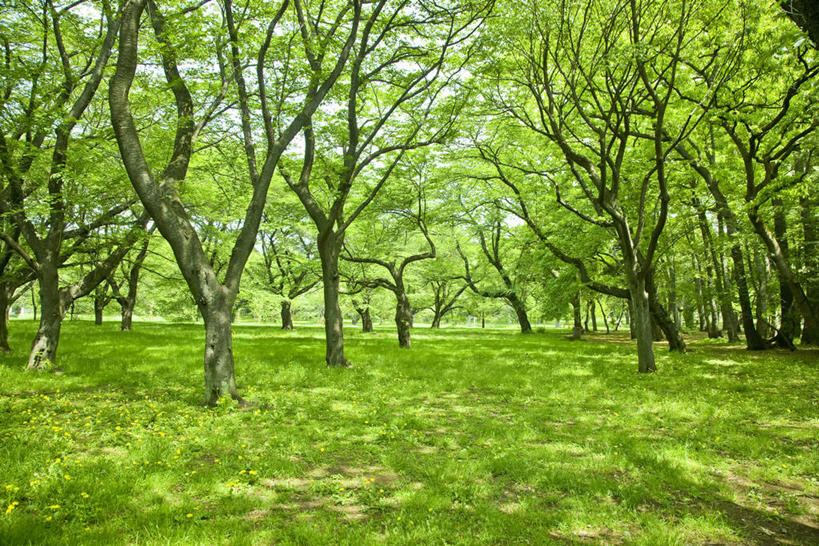 无人,横图,室外,白天,正面,旅游,度假,草地,草坪,美景,树林,植物,东京,日本,亚洲,景观,娱乐,草,树,树木,绿色,自然,享受,休闲,景色,放松,生长,成长,自然风光,东亚,本州,关东地方,本州岛,日本国,东京都,多摩,多摩市,彩图,多摩地方,多摩地区,多摩地域,三多摩,小金井市