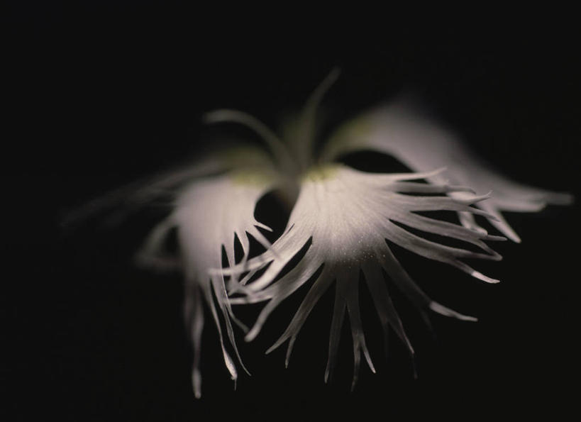 无人,横图,室内,特写,白天,正面,黑色背景,盛开,花蕾,花,花瓣,花朵,鲜花,一朵,白色,蝴蝶花,花苞,花蕊,绣球花,摄影,影棚,彩图,影棚拍摄,拍摄,蝴蝶荚蒾,蝴蝶木,蝴蝶树,蝴蝶戏球花,蝴蝶戏珠花