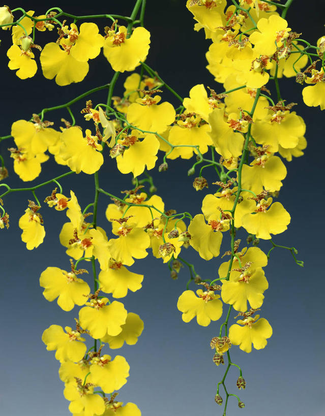 无人,竖图,室内,特写,白天,正面,文心兰,许多,灰色背景,盛开,很多,花蕾,花,花瓣,花朵,鲜花,黄色,花苞,花蕊,摄影,影棚,隐藏,爱恋,跳舞兰,瘤瓣兰,金蝶兰,彩图,影棚拍摄,拍摄