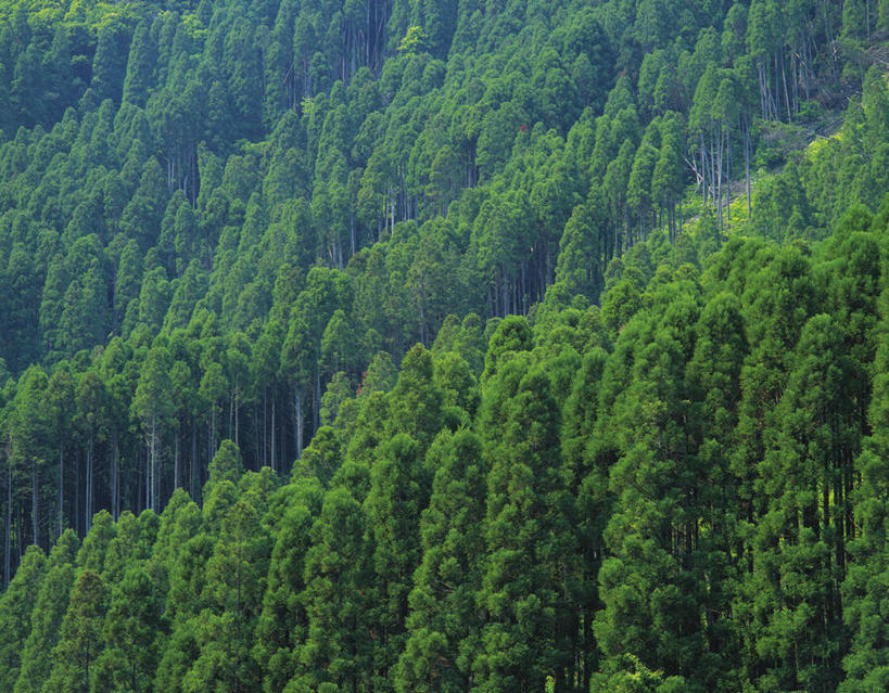 无人,横图,俯视,航拍,室外,白天,旅游,度假,美景,森林,树林,植物,松树,大分县,日本,亚洲,阴影,光线,影子,景观,娱乐,树,树木,绿色,阳光,自然,享受,休闲,景色,放松,茂密,茂盛,生长,成长,鸟瞰,自然风光,杉树,坚定,东亚,日本国,九州本岛,九州,九州岛,九州地方,长寿,大分,贞洁,柳杉,彩图,高角度拍摄,孔雀松,木沙椤树