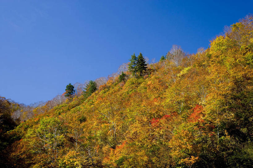 无人,横图,室外,白天,仰视,旅游,度假,美景,秋季,森林,山,山脉,树林,植物,叶子,日本,亚洲,阴影,光线,影子,景观,山峰,枯叶,落叶,山峦,娱乐,树,树木,蓝色,绿色,蓝天,天空,阳光,自然,群山,天,享受,休闲,景色,放松,生长,晴朗,成长,自然风光,东亚,本州,万里无云,本州岛,日本国,中部地方,新潟,新潟县,叶,叶片,晴空,晴空万里,秋,秋天,彩图,低角度拍摄,鱼沼市
