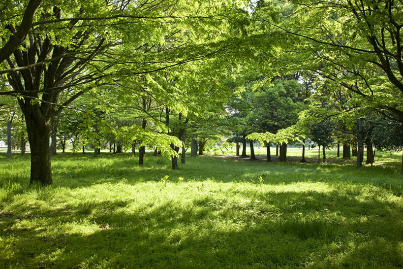 无人,横图,室外,白天,正面,旅游,度假,草地,草坪,美景,树林,植物,东京,日本,亚洲,阴影,光线,影子,景观,娱乐,草,树,树木,绿色,阳光,自然,享受,休闲,景色,放松,生长,成长,自然风光,东亚,本州,关东地方,本州岛,日本国,东京都,多摩,多摩市,彩图,多摩地方,多摩地区,多摩地域,三多摩