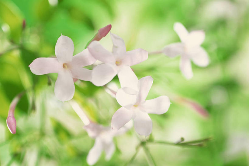 无人,横图,室外,特写,白天,正面,花海,花圃,美景,植物,茉莉花,叶子,阴影,朦胧,模糊,盛开,光线,影子,景观,花蕾,花,花瓣,花朵,花卉,茉莉,鲜花,粉色,绿色,阳光,自然,花丛,花束,花田,花苞,花蕊,景色,自然风光,莫利花,没丽,没利,末莉,末利,香魂,柰花,小南强,彩图,抹厉,木梨花