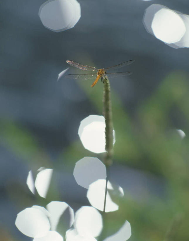 无人,竖图,室外,特写,白天,正面,植物,叶子,阴影,朦胧,模糊,光线,蜻蜓,昆虫,纹理,影子,绿叶,停留,一只,绿色,阳光,动物,嫩叶,停止,猫猫丁,咪咪洋,蚂螂,河嘻嘻,益虫,肌理,逗留,停顿,叶,叶片,叶脉,彩图,全身