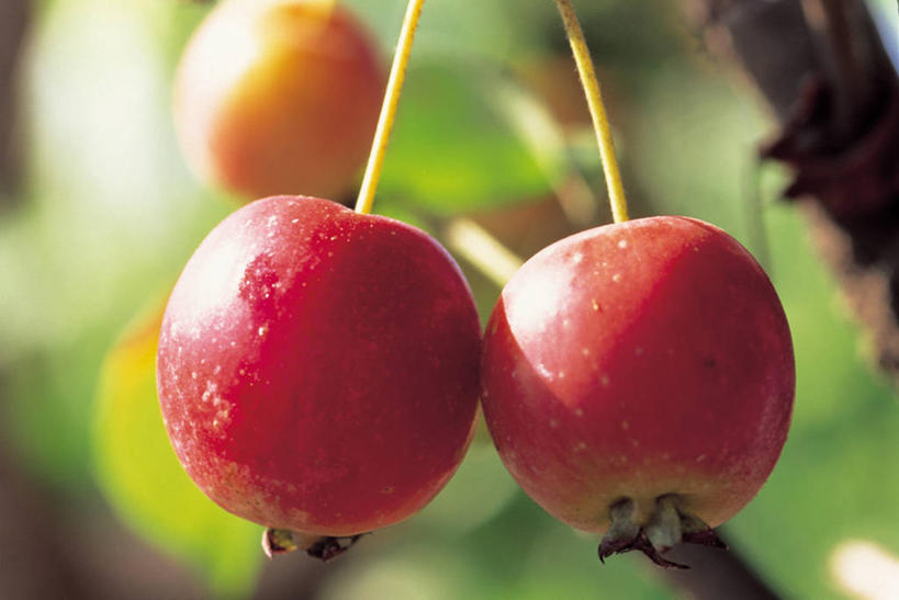 无人,横图,室外,特写,白天,正面,美景,植物,苹果,水果,阴影,朦胧,模糊,新鲜,光线,影子,景观,生食,食品,果实,果树,枝条,树,树木,树枝,食物,三个,红色,绿色,阳光,自然,景色,有机食品,绿色食品,生长,成长,自然风光,虬枝,枝杈,彩图,楸子