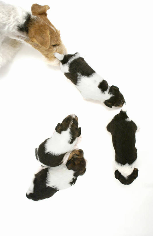 无人,站,竖图,俯视,室内,白天,白色背景,宠物,狗,许多,阴影,反射,影子,动物,站着,可爱,摄影,影棚,五只,猎狐犬,忠诚,英国猎狐犬,犬,站立,半身,彩图,高角度拍摄,影棚拍摄,拍摄