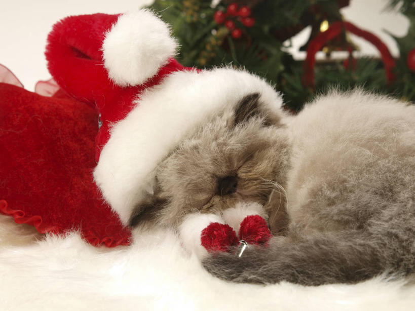 无人,躺,闭眼,睡,横图,室内,白天,正面,植物,宠物,猫,帽子,阴影,灰色背景,朦胧,模糊,反射,影子,圣诞树,树,树木,一只,红色,绿色,自然,动物,圣诞帽,可爱,摄影,影棚,生长,成长,猫咪,喜马拉雅猫,一顶,棉帽,卧着,闭眼睛,闭着眼,闭着眼睛,困,困觉,寝息,睡觉,躺着,卧,半身,彩图,影棚拍摄,拍摄
