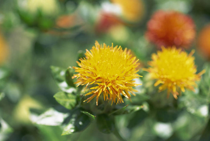 无人,横图,室外,特写,白天,正面,美景,植物,三朵,阴影,朦胧,模糊,盛开,光线,影子,景观,草药,药草,花蕾,中药,花,花瓣,花朵,鲜花,黄色,阳光,自然,红花,花苞,花蕊,橙色,景色,自然风光,药材,中草药,中药材,本草,彩图,刺红花,红蓝花