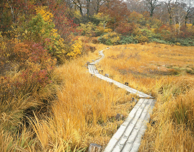 无人,横图,俯视,室外,白天,旅游,度假,草地,草坪,火山,美景,秋季,植物,叶子,秋田县,日本,亚洲,阴影,光线,木板,影子,景观,桥,枯叶,落叶,木桥,娱乐,栈桥,草,树,树木,黄色,红色,绿色,阳光,自然,享受,休闲,景色,放松,生长,成长,人行桥,木板桥,自然风光,东亚,本州,本州岛,日本国,宫城,宫城县,秋田,岩手,岩手县,东北地方,栗驹山,叶,叶片,秋,秋天,彩图,高角度拍摄