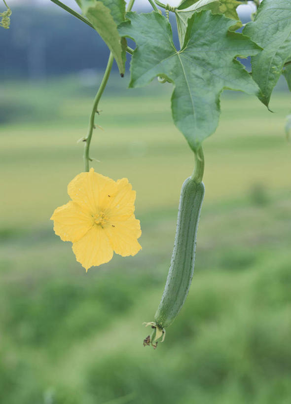 无人,竖图,室外,特写,白天,正面,美景,蔬菜,阴影,朦胧,模糊,新鲜,盛开,光线,影子,景观,菜瓜,丝瓜,食品,花蕾,花,花瓣,花朵,鲜花,食物,一朵,黄色,阳光,自然,花苞,花蕊,景色,有机食品,绿色食品,自然风光,胜瓜,布瓜,天罗,彩图