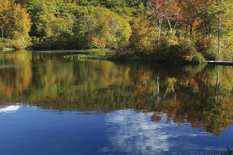 无人,横图,室外,白天,正面,旅游,度假,湖,湖泊,美景,秋季,树林,水,植物,叶子,日本,亚洲,阴影,光线,影子,湖面,景观,水流,水面,枯叶,落叶,娱乐,树,树木,黄色,绿色,倒影,阳光,自然,湖水,享受,休闲,景色,放松,生长,成长,倒映,自然风光,东亚,本州,本州岛,日本国,东北地方,山形,山形县,反照,叶,叶片,秋,秋天,彩图,西川町,西村山郡