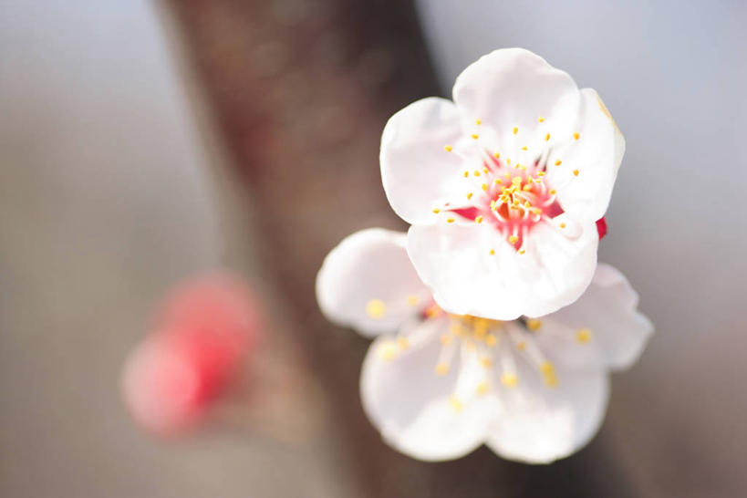 无人,横图,室外,特写,白天,正面,美景,阴影,朦胧,模糊,盛开,光线,影子,景观,梅花,枝条,花蕾,花,花瓣,花朵,鲜花,树枝,两朵,白色,阳光,自然,花苞,花蕊,景色,高雅,坚强,自然风光,虬枝,枝杈,春梅,梅,彩图