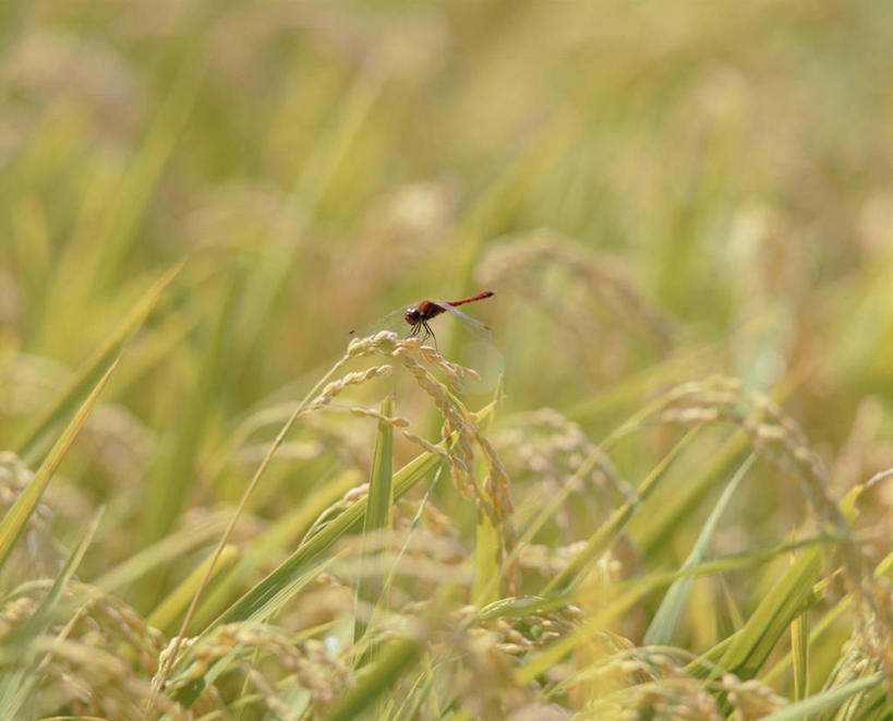 无人,农田,横图,室外,特写,白天,侧面,农业,庄稼,农作物,美景,阴影,朦胧,模糊,光线,蜻蜓,昆虫,影子,稻田,景观,停留,一只,阳光,自然,动物,景色,红蜻蜓,停止,自然风光,猫猫丁,咪咪洋,蚂螂,河嘻嘻,益虫,逗留,停顿,彩图,全身,耕地,庄稼田