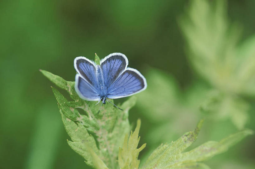 无人,横图,俯视,室外,特写,白天,美景,蝴蝶,叶子,长野县,日本,亚洲,阴影,朦胧,模糊,光线,昆虫,影子,景观,绿叶,停留,一只,绿色,阳光,自然,动物,嫩叶,景色,停止,自然风光,益虫,东亚,本州,本州岛,日本国,中部地方,长野,逗留,停顿,叶,叶片,灰蝶,彩图,高角度拍摄,全身