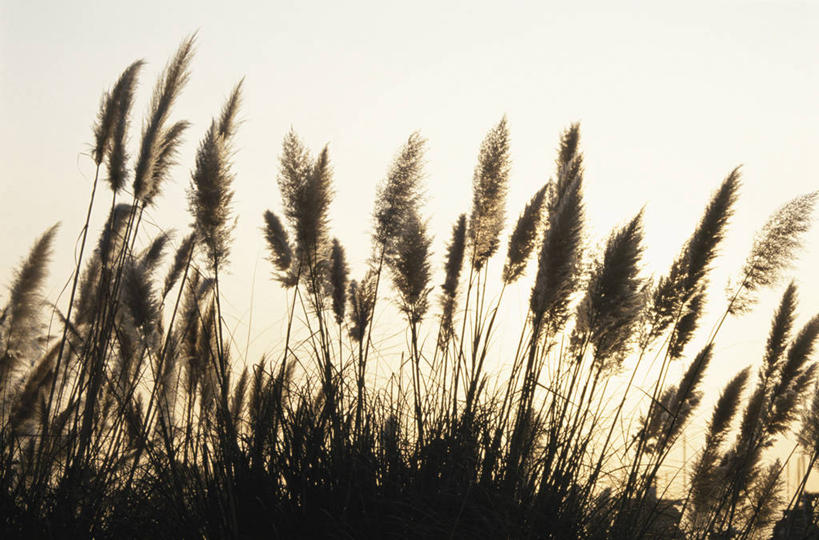 无人,横图,室外,白天,正面,旅游,度假,草地,草坪,美景,日落,植物,日本,亚洲,景观,晚霞,霞光,落日,背光,蒲苇,娱乐,草,绿色,天空,自然,黄昏,天,享受,休闲,景色,彩霞,放松,生长,成长,自然风光,逆光,东亚,日本国,夕照,薄暮,夕阳,彩图,傍晚,斜阳