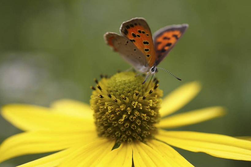 无人,横图,室外,特写,白天,正面,美景,蝴蝶,阴影,朦胧,模糊,盛开,光线,昆虫,影子,景观,花蕾,停留,花,花瓣,花朵,鲜花,一朵,一只,黄色,阳光,自然,动物,花苞,花蕊,景色,停止,自然风光,益虫,逗留,停顿,灰蝶,彩图,全身