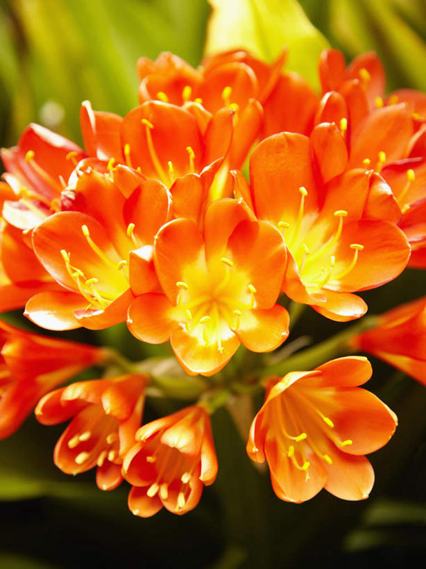 蝶泳,无人,俯视,室外,特写,白天,花海,花圃,美景,植物,叶子,盛开,景观,花蕾,花,花瓣,花朵,花卉,鲜花,绿色,自然,花丛,花束,花田,花苞,花蕊,景色,自然风光,彩图,高角度拍摄