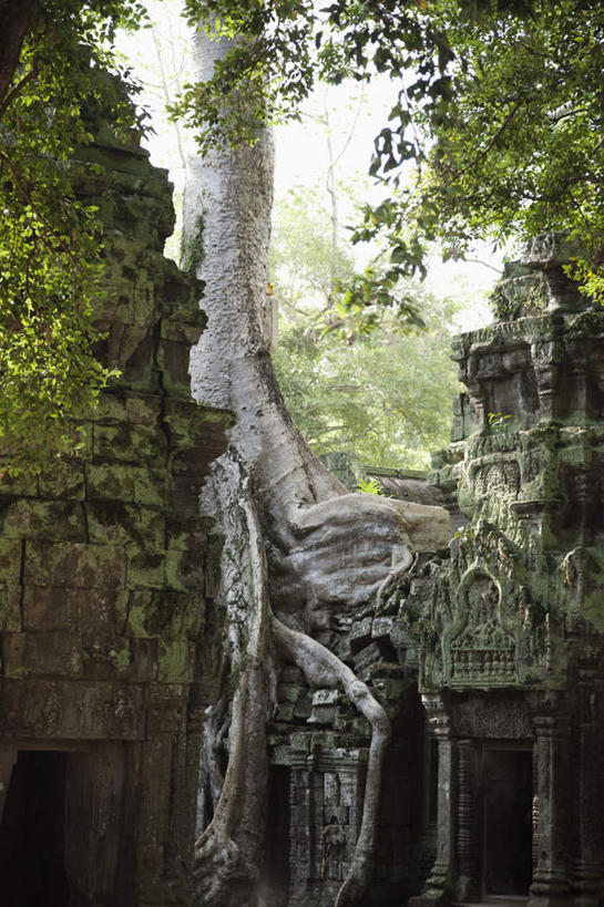 蝶泳,无人,寺庙,室外,白天,正面,旅游,度假,名胜古迹,植物,标志建筑,地标,建筑,柬埔寨,亚洲,阴影,节日,遗迹,光线,影子,树桩,枝条,燃烧,古迹,文化,文物,娱乐,建设,古建筑,树,树干,树木,树枝,阳光,香火,庙宇,祈祷,享受,休闲,健康,木桩,旅游胜地,放松,许愿,宗教,东南亚,信仰,纪念,祈求,古文明,高棉,塔普伦寺,塔布茏寺,柬埔寨王国,吉蔑,虬枝,枝杈,平安,彩图,庙,寺