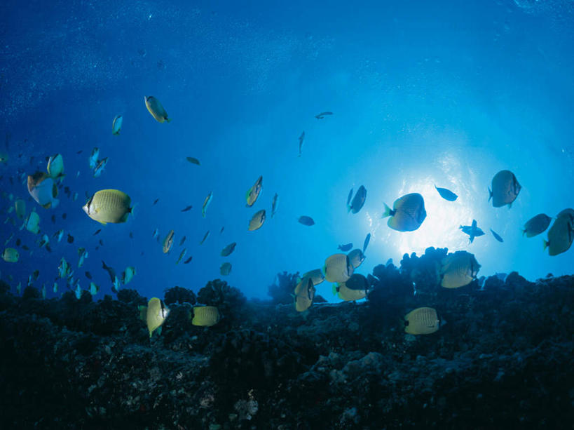 游泳,无人,横图,室外,白天,仰视,海浪,海洋,美景,太阳,热带鱼,一群,许多,阴影,梦幻,透明,发光,光束,光线,鱼,珊瑚,影子,景观,浪花,光亮,很多,珊瑚礁,鱼类,海洋生物,蓝色,阳光,自然,海水,景色,未来,发亮,自然风光,水生动物,水生物,蝴蝶鱼,海景,海底动物,憧憬,海底礁,理智,沉静,泅水,冷色,高深,冷淡,拍浮,大海,风浪,海,海水的波动,礁,近岸浪,岩石,涌浪,彩图,低角度拍摄,全身,新月蝴蝶鱼,月眉蝶