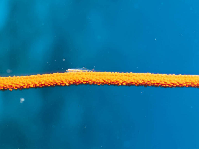 无人,横图,室外,白天,正面,海底,水下,海浪,海洋,美景,一条,鱼,海蛞蝓,贝类,景观,浪花,水底,鱼类,海洋生物,自然,海水,景色,海底世界,软体动物,海兔,自然风光,水生动物,水生物,海景,海底动物,海兔螺,虾虎鱼,大海,风浪,海,海床,海水的波动,近岸浪,涌浪,彩图,全身