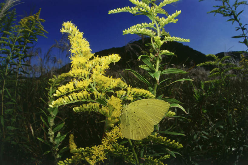 无人,横图,室外,白天,正面,旅游,度假,草地,草坪,美景,山,山脉,植物,蝴蝶,伸展,张开,展翅,阴影,盛开,光线,翅膀,昆虫,影子,景观,山峰,山峦,花蕾,停留,娱乐,草,花,花瓣,花朵,鲜花,树,树木,一只,黄色,蓝色,绿色,蓝天,天空,阳光,自然,动物,群山,天,花苞,花蕊,享受,休闲,景色,放松,生长,晴朗,成长,停止,自然风光,益虫,张开翅膀,万里无云,秋麒麟草,逗留,停顿,展开翅膀,孤独,晴空,晴空万里,彩图,全身