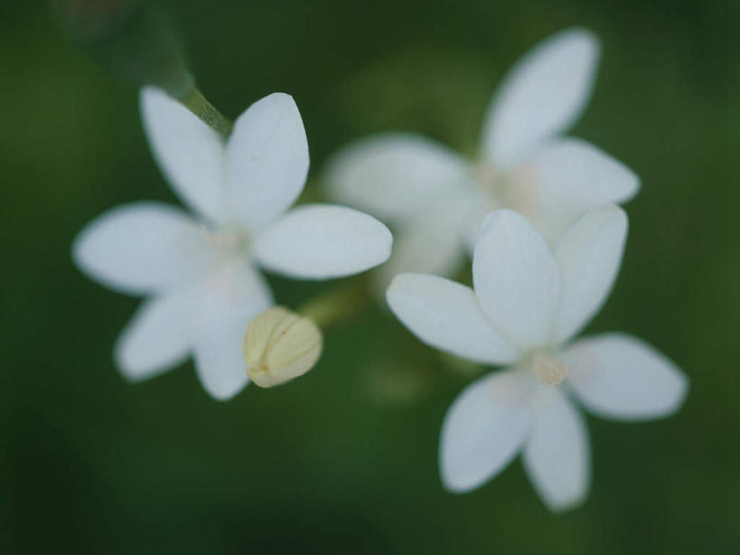 无人,横图,室外,特写,白天,正面,微距,美景,阴影,朦胧,模糊,盛开,光线,影子,景观,花蕾,花,花瓣,花朵,鲜花,阳光,自然,花苞,花蕊,景色,自然风光,彩图,微距摄影