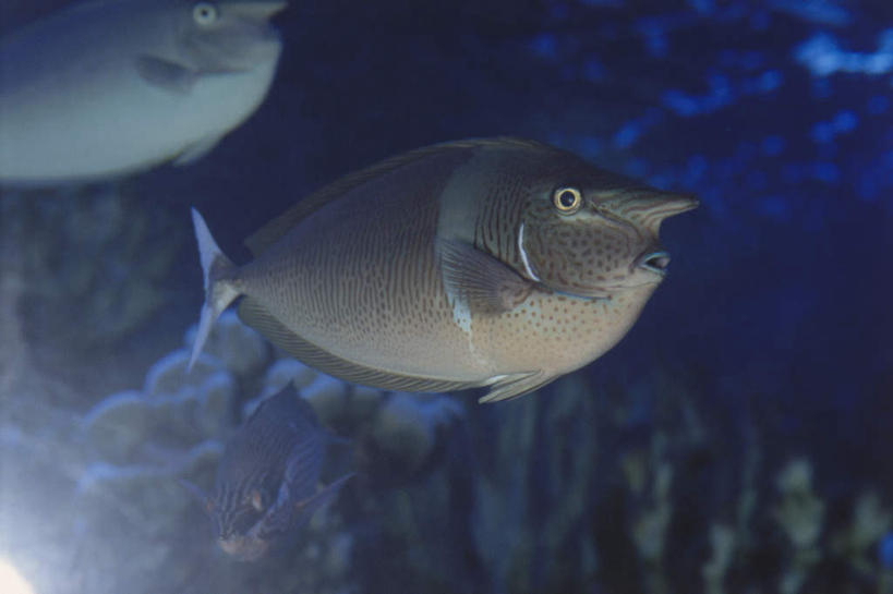 游泳,无人,横图,室外,特写,白天,侧面,岛屿,海底,水下,海浪,海洋,美景,夏威夷,美国,阴影,光线,鱼,影子,景观,浪花,水底,注视,鱼类,海洋生物,阳光,自然,海水,观察,看,景色,海底世界,观看,察看,北美,北美洲,关注,自然风光,水生动物,美洲,水生物,海景,海底动物,夏威夷岛,夏威夷州,爱洛哈之州,北亚美利加洲,亚美利加洲,大岛,观赏鱼,泅水,拍浮,长吻鼻鱼,单角鼻鱼,大海,风浪,海,海床,海水的波动,近岸浪,列岛,群岛,涌浪,诸岛,半身,彩图