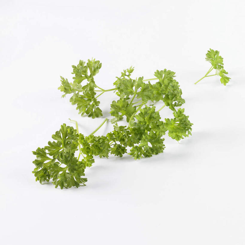 无人,方图,俯视,室内,特写,白天,白色背景,餐桌,桌子,芹菜,蔬菜,叶子,阴影,新鲜,反射,影子,食品,绿叶,食物,嫩叶,摄影,有机食品,绿色食品,荷兰芹,欧芹,香芹,影棚,餐台,法香,巴西利,洋香菜,洋芫荽,法国香菜,旱芹菜,番荽,叶,叶片,彩图,高角度拍摄,影棚拍摄,拍摄