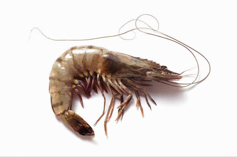 海鲜,无人,横图,俯视,室内,特写,白天,白色背景,阴影,反射,影子,虾,水产,海洋生物,一只,摄影,影棚,死亡,水生动物,海产品,水生物,海底动物,殒命,灭亡,老虎虾,彩图,高角度拍摄,全身,影棚拍摄,拍摄