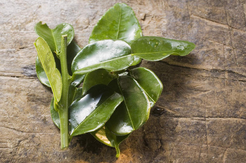 无人,横图,俯视,室内,特写,白天,餐桌,桌子,叶子,一堆,许多,阴影,堆叠,堆积,反射,影子,绿叶,嫩叶,摄影,影棚,餐台,堆,柠檬叶,叶,叶片,彩图,高角度拍摄,影棚拍摄,拍摄