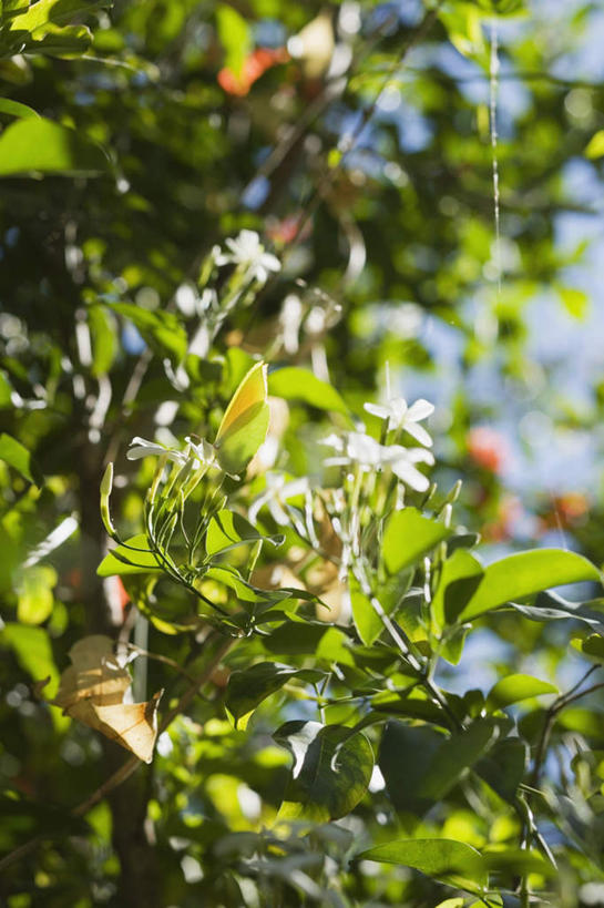 无人,竖图,室外,特写,白天,仰视,茉莉花,叶子,阴影,朦胧,模糊,盛开,光线,影子,绿叶,花蕾,花,花瓣,花朵,茉莉,鲜花,蓝色,蓝天,天空,阳光,天,花苞,花蕊,嫩叶,晴朗,万里无云,莫利花,没丽,没利,末莉,末利,香魂,叶,叶片,晴空,晴空万里,彩图,低角度拍摄,抹厉,木梨花