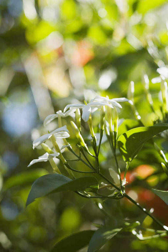 无人,竖图,室外,特写,白天,仰视,茉莉花,叶子,阴影,朦胧,模糊,盛开,光线,影子,绿叶,花蕾,花,花瓣,花朵,茉莉,鲜花,蓝色,蓝天,天空,阳光,天,花苞,花蕊,嫩叶,晴朗,万里无云,莫利花,没丽,没利,末莉,末利,香魂,叶,叶片,晴空,晴空万里,彩图,低角度拍摄,抹厉,木梨花