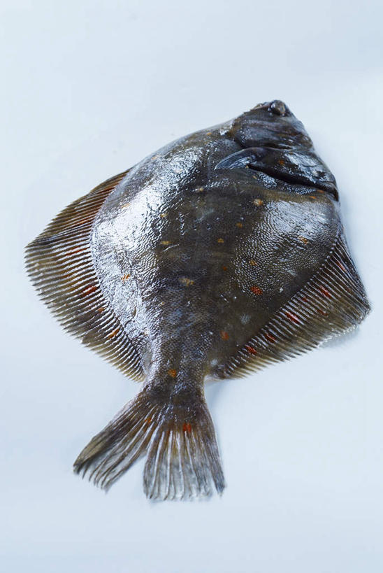 海鲜,无人,竖图,俯视,室内,特写,白天,白色背景,桌面,桌子,一条,阴影,朦胧,模糊,反射,木制,鱼,影子,水产,鱼类,海洋生物,木制品,摄影,影棚,死亡,水生动物,海产品,水生物,海底动物,大菱鲆,殒命,灭亡,瘤棘鲆,彩图,高角度拍摄,全身,影棚拍摄,拍摄