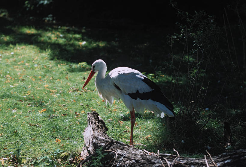 无人,站,横图,室外,白天,侧面,旅游,度假,草地,草坪,石头,美景,植物,鸟,德国,欧洲,阴影,朦胧,模糊,光线,鸟类,石子,影子,景观,首都,注视,娱乐,柏林,草,一只,绿色,阳光,自然,观察,看,站着,享受,休闲,景色,放松,观看,察看,鹳,西欧,关注,自然风光,德意志联邦共和国,白颈鹳,柏林州,石块,岩石,站立,彩图,全身