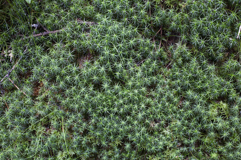 无人,横图,俯视,室外,特写,白天,旅游,度假,草地,草坪,美景,植物,奥地利,欧洲,景观,娱乐,草,绿色,自然,享受,休闲,景色,放松,自然风光,中欧,奥地利共和国,策尔湖,彩图,高角度拍摄