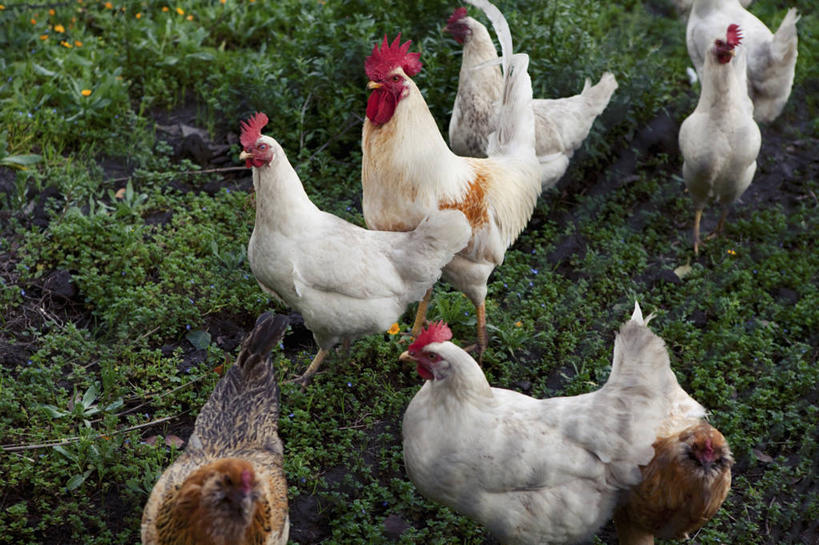 无人,站,横图,俯视,室外,白天,旅游,度假,草地,草坪,美景,植物,鸡,美国,许多,景观,注视,娱乐,家禽,草,绿色,自然,动物,观察,看,站着,享受,休闲,景色,放松,牲畜,观看,察看,北美,北美洲,关注,加利福尼亚,自然风光,美洲,加州,加利福尼亚州,金州,黄金州,北亚美利加洲,亚美利加洲,马林县,站立,半身,彩图,高角度拍摄