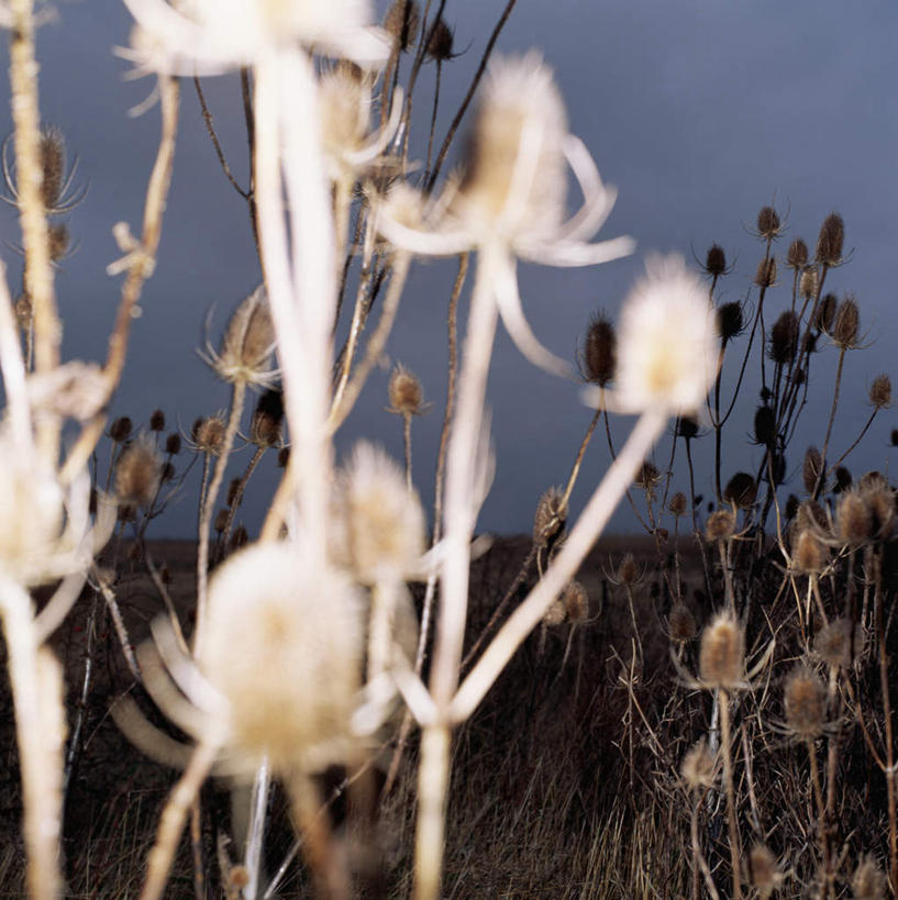 无人,竖图,室外,夜晚,正面,旅游,度假,草地,草坪,美景,植物,阴影,朦胧,模糊,光线,影子,景观,娱乐,草,绿色,自然,享受,休闲,景色,放松,自然风光,起绒草,彩图