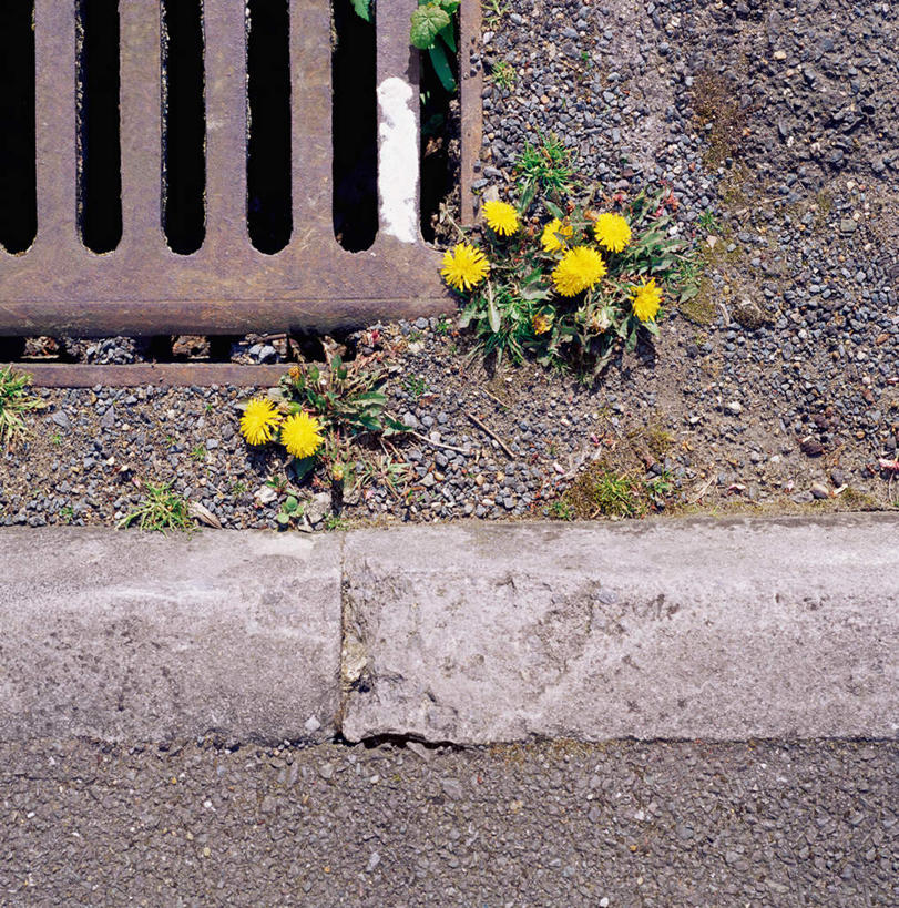 无人,竖图,俯视,室外,特写,白天,爱情,旅游,度假,美景,道路,路,公路,蒲公英,阴影,盛开,光线,纹路,纹理,影子,景观,交通,花蕾,娱乐,花,花瓣,花朵,鲜花,黄色,阳光,自然,花苞,花蕊,享受,休闲,景色,放松,自然风光,肌理,排水口,开朗,马路,蒲公草,尿床草,彩图,高角度拍摄