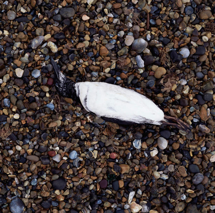 无人,躺,闭眼,横图,俯视,室外,特写,白天,旅游,度假,石头,美景,沙滩,海鸟,海鸥,鸟,一堆,许多,阴影,堆叠,堆积,光线,鸟类,沙子,石子,影子,海岸,景观,沙地,娱乐,一只,阳光,自然,享受,休闲,鹅卵石,景色,放松,堆,死亡,自然风光,按摩石,殒命,灭亡,卧着,海滩,石块,闭眼睛,闭着眼,闭着眼睛,躺着,卧,彩图,高角度拍摄,全身