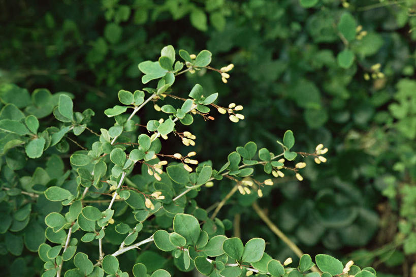 无人,横图,室外,白天,正面,花海,花圃,美景,植物,叶子,朦胧,模糊,盛开,景观,花蕾,花,花瓣,花朵,花卉,鲜花,绿色,自然,花丛,花束,花田,花苞,花蕊,景色,自然风光,绣花针,伏牛花,彩图