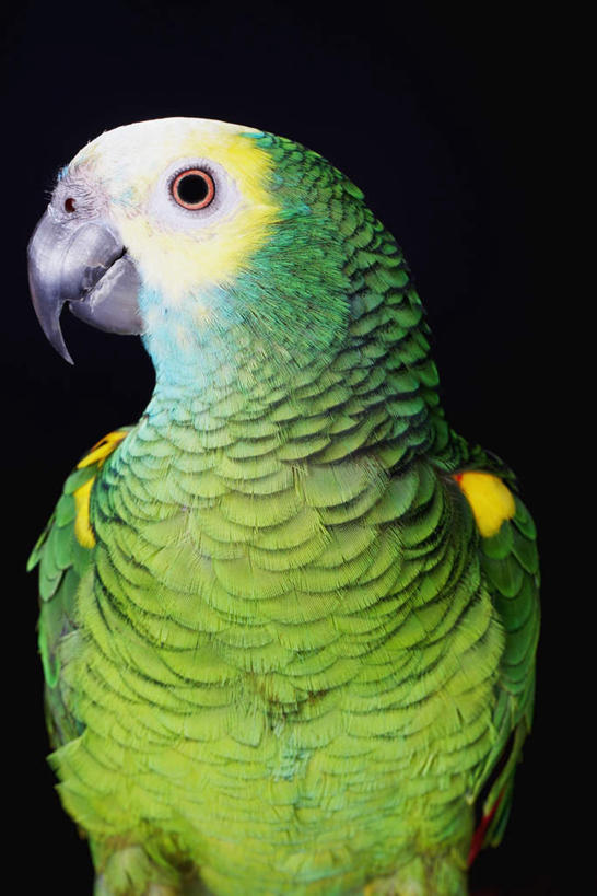 无人,站,竖图,室内,特写,白天,正面,鸟,鹦鹉,羽毛,黑色背景,轻盈,柔软,鸟类,注视,一只,绿色,动物,观察,看,站着,可爱,摄影,活泼,影棚,观看,察看,关注,轻柔,观赏鸟,站立,半身,彩图,影棚拍摄,拍摄