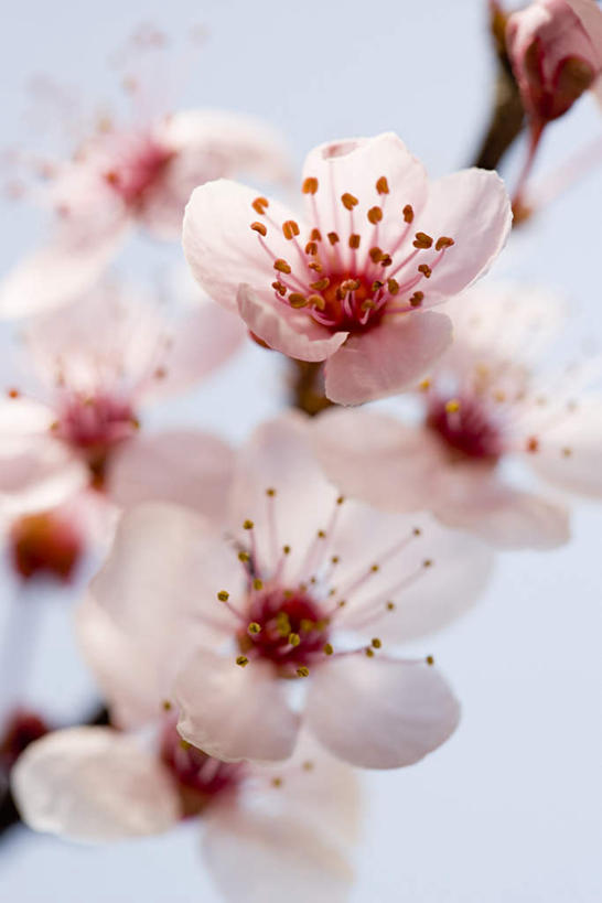 无人,竖图,室内,特写,白天,白色背景,正面,许多,朦胧,模糊,盛开,花蕾,花,花瓣,花朵,鲜花,山楂,花苞,花蕊,摄影,影棚,红果,山楂花,彩图,影棚拍摄,拍摄