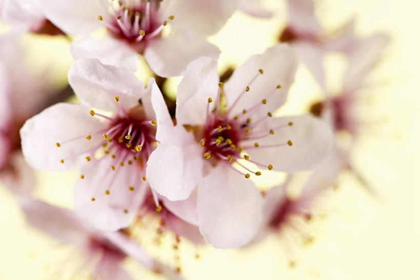 无人,横图,室内,特写,白天,白色背景,正面,许多,阴影,朦胧,模糊,盛开,反射,影子,花蕾,花,花瓣,花朵,鲜花,白色,花苞,花蕊,摄影,影棚,山楂花,彩图,影棚拍摄,拍摄