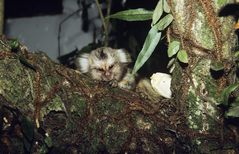 无人,躺,横图,室外,白天,正面,旅游,度假,美景,森林,树林,植物,哺乳动物,猴,野生动物,猴子,巴西,景观,枝条,注视,娱乐,树,树木,树枝,一只,绿色,自然,动物,观察,看,享受,休闲,景色,南美,放松,可爱,活泼,生长,成长,观看,察看,南美洲,拉丁美洲,关注,自然风光,美洲,巴西联邦共和国,亚美利加洲,南亚美利加洲,拇指猴,狨猴,虬枝,枝杈,卧着,躺着,卧,彩图,全身